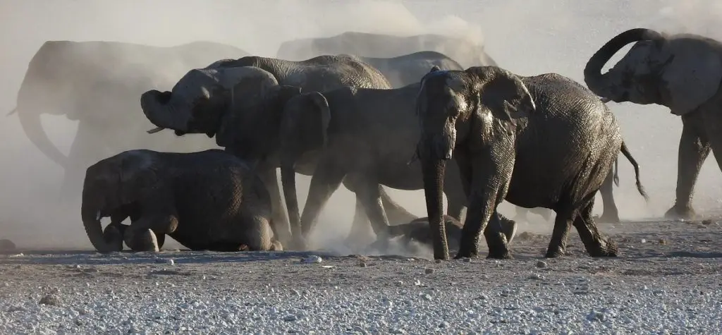 Visiting Etosha National park - elephants playing in dust after leaving the waterhole