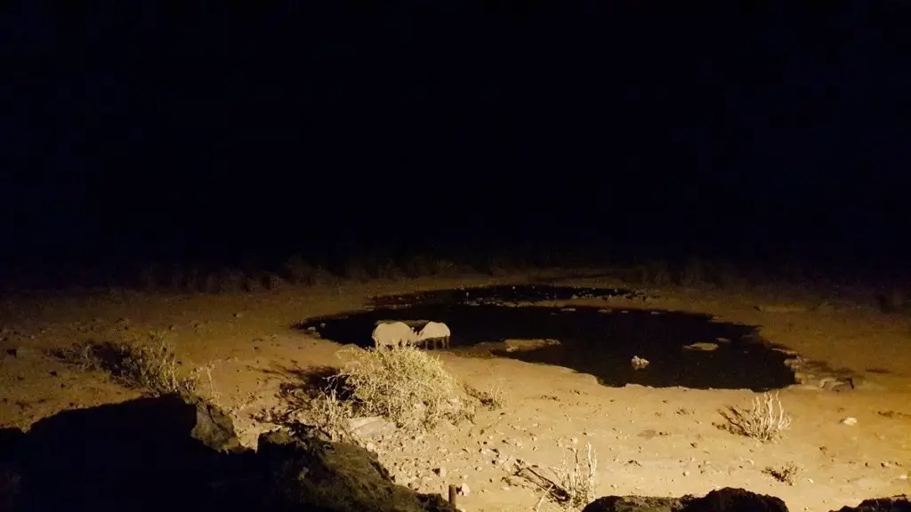 Visiting Etosha National park - rhino