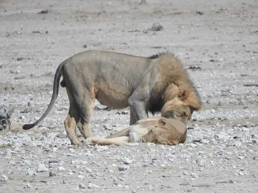male lion sniffing the female lion who lays on the ground