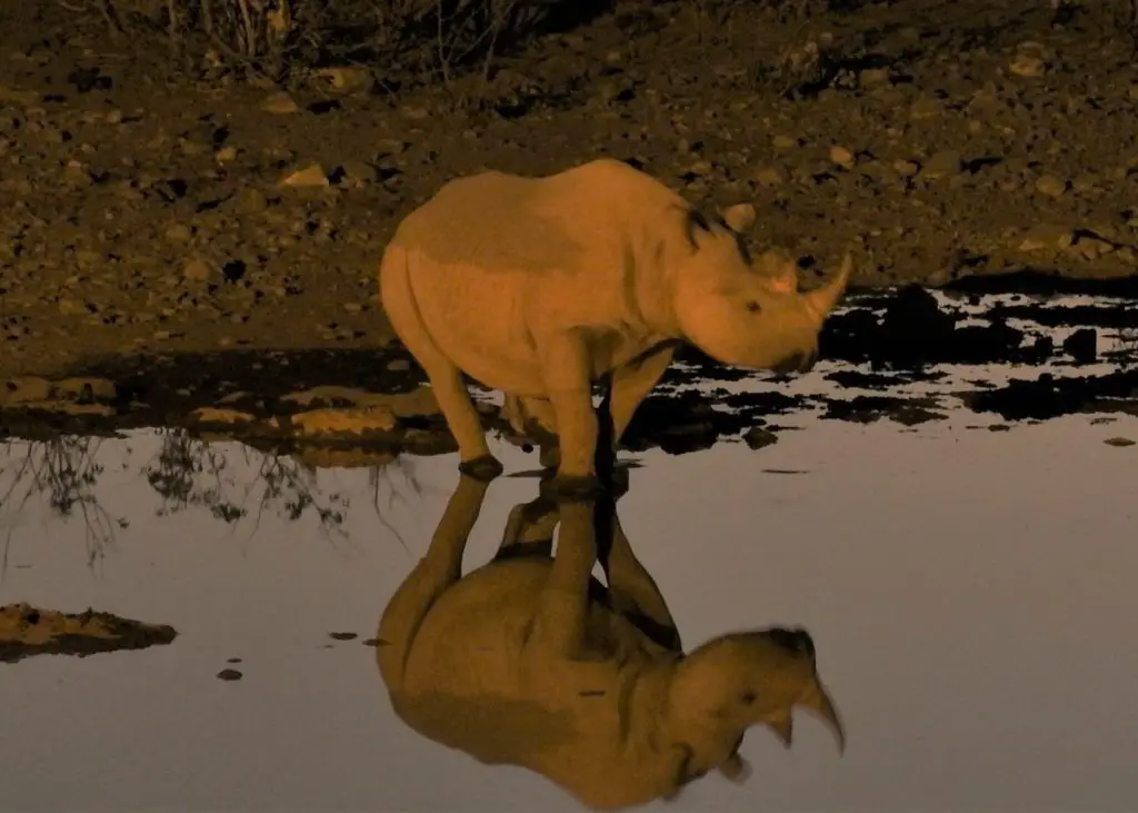 Visiting Etosha National park - rhino at waterhole evening time 