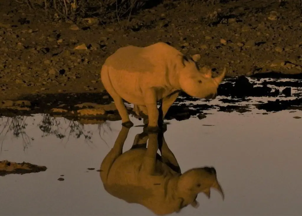 Visiting Etosha National park - rhino at waterhole evening time