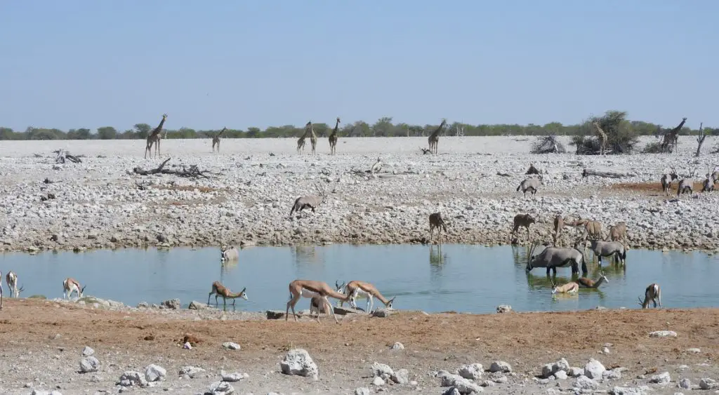 Visiting Etosha National park - many animals at waterhole with giraffe in the back ground