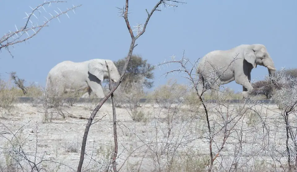 two elephants walking through the dry scrub
