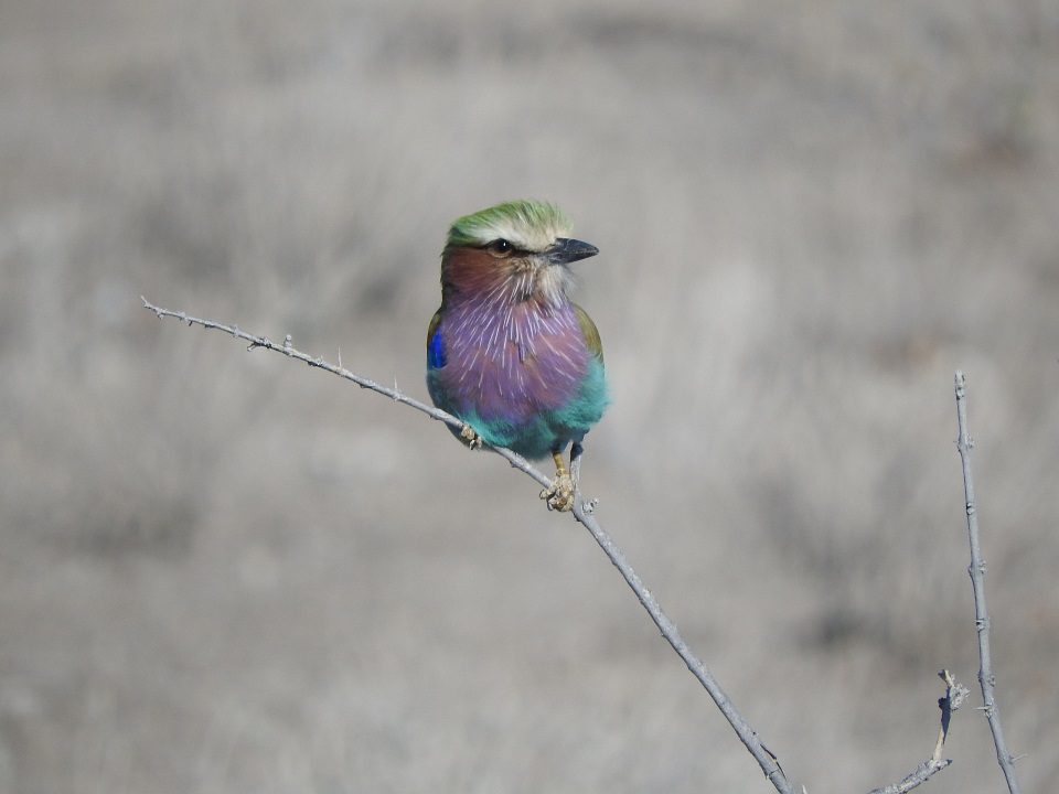 close up of lilac breasted roller bird 