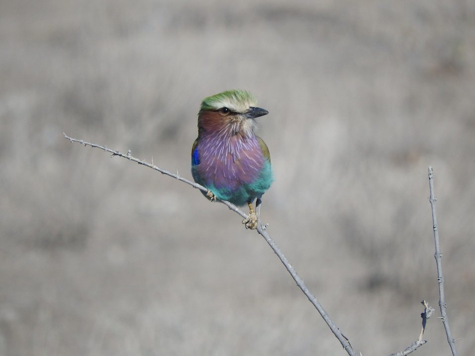 close up of lilac breasted roller bird