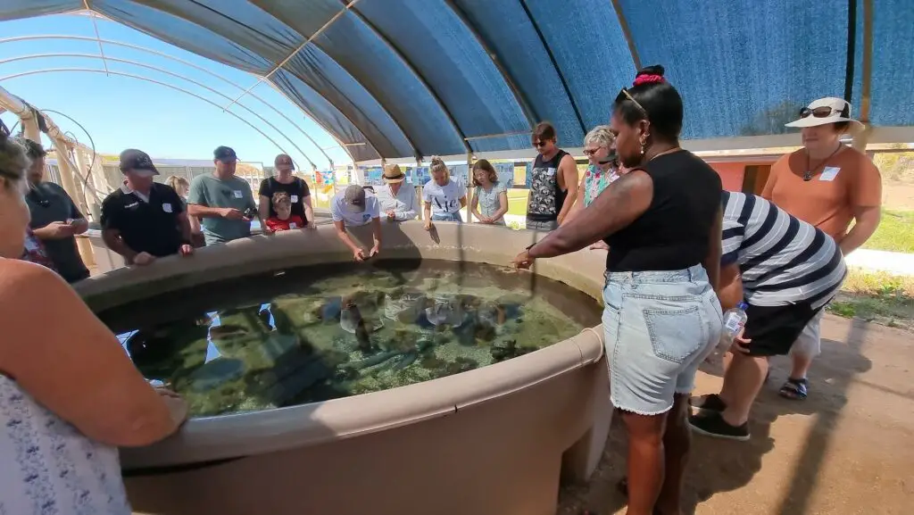 Broome Horizontal Falls day trip - at one arm point hatchery showing group gathered around a large pool of turltles