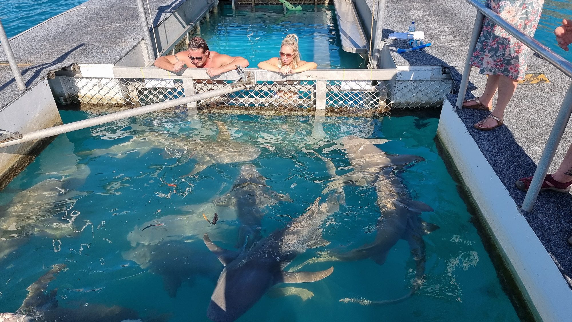 Broome horizontal Falls Day trip - sharks feeding in pool with 2 people viewing from the cage behind