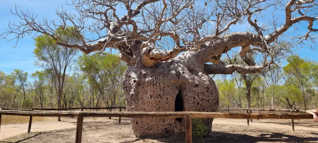 Huge boab tree