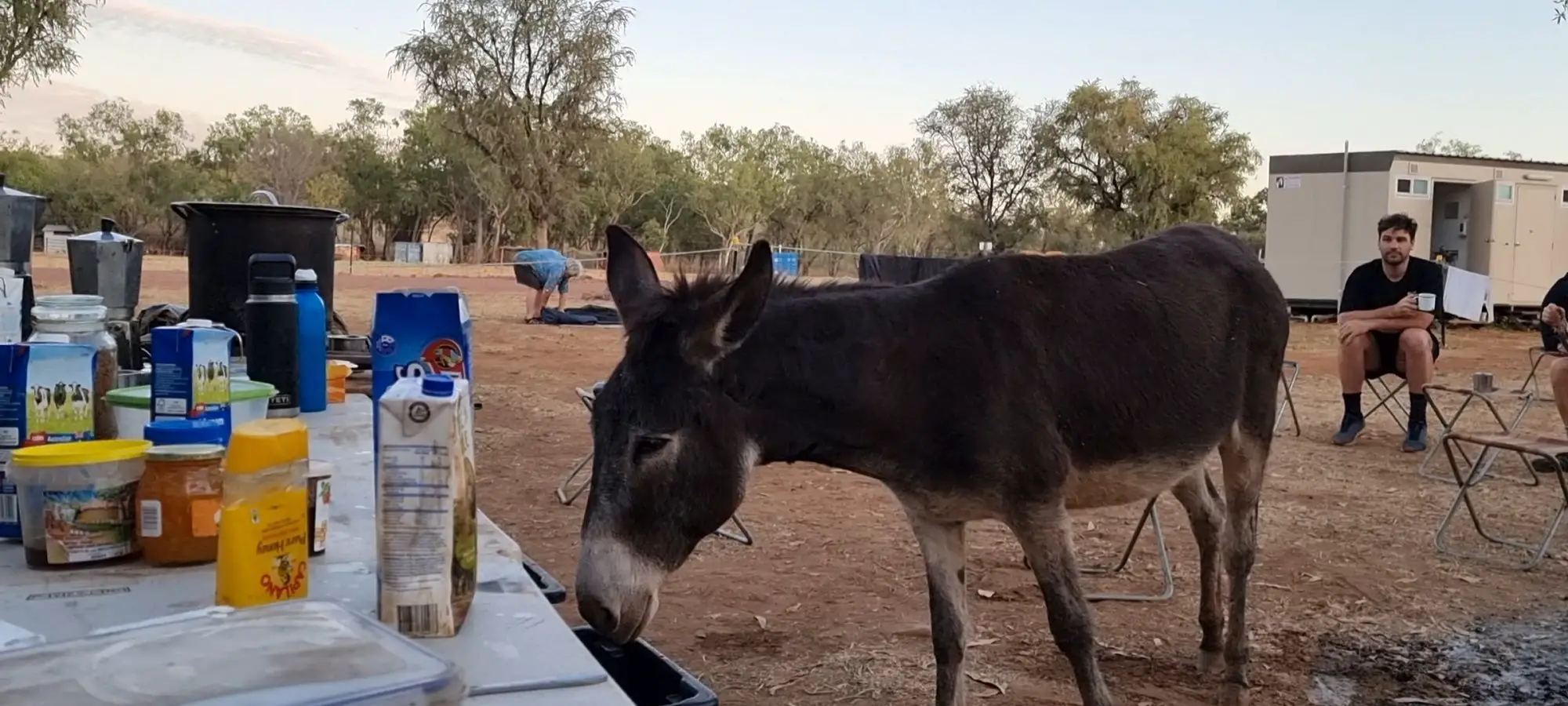Broome to Darwin Tour - a donkey comes into camp at El Questro Station camp